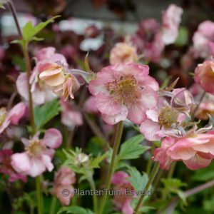 Geum 'Tempo Rose'
