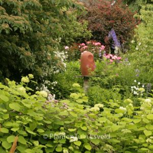 Hydrangea arborescens 'Sterilis'