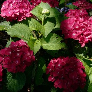 Hydrangea macrophylla 'Fire Wings'