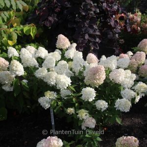 Hydrangea paniculata 'Bokrathirteen' (SWEET SUMMER)