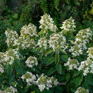 Hydrangea paniculata 'Kolmastar' (MAGICAL STARLIGHT)