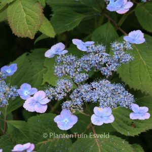 Hydrangea serrata 'Veerle'