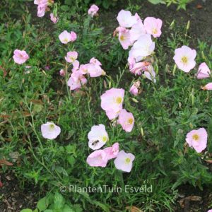 Oenothera speciosa 'Twilight'