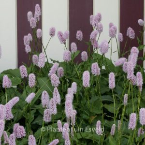Persicaria bistorta