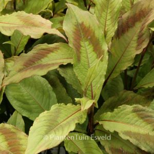 Persicaria virginiana 'Compton's Form'