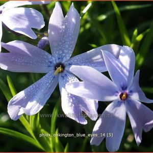 Phlox 'Oakington Blue Eyes'