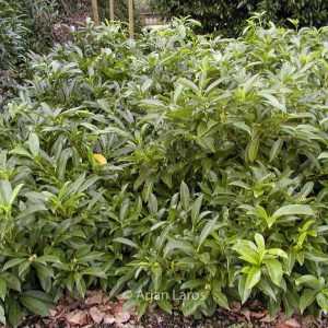 Prunus laurocerasus 'Polster'