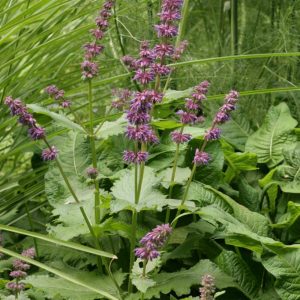 Salvia verticillata