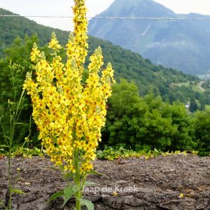 Verbascum nigrum