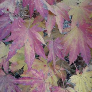 Acer shirasawanum 'Seyu'