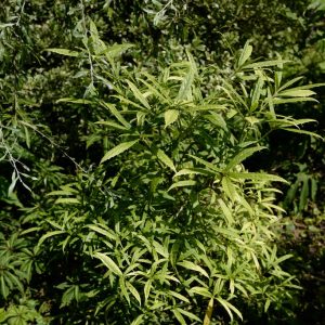 Aucuba himalaica var. dolichophylla