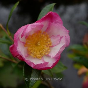 Camellia sasanqua 'Daishuhai'
