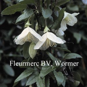 Clematis cirrhosa 'Jingle Bells'