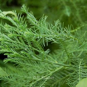Glyptostrobus pensilis 'Wooly Mammoth'