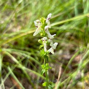 Stachys recta