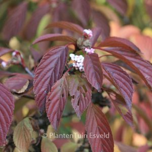 Viburnum bodnantense