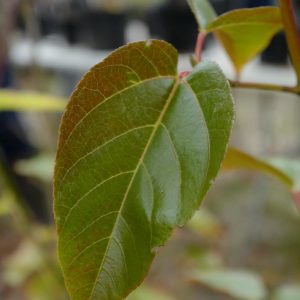 Acer sikkimense