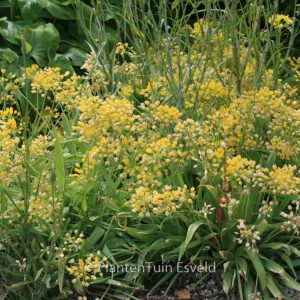 Allium moly