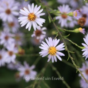 Aster turbinellus