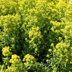 Euphorbia ceratocarpa