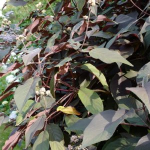 Hydrangea aspera 'Koki' (PLUM PASSION)