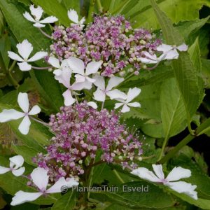 Hydrangea macrophylla 'Bailday' (LIGHT-O-DAY)