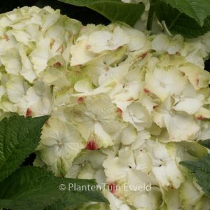 Hydrangea macrophylla 'H212907' (CAIPIRINHA)