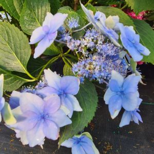 Hydrangea serrata 'SMNHSDD' (Flairs & Flavours Blue Sprinkles)