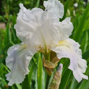 Iris germanica 'English Cottage'