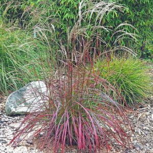 Miscanthus sinensis 'Ruby Cute'