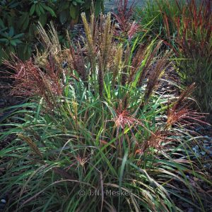 Miscanthus sinensis 'Volcano'