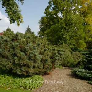 Pinus pumila 'Draijer's Dwarf'