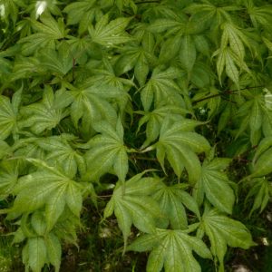 Acer palmatum 'Shigitatsu-sawa'