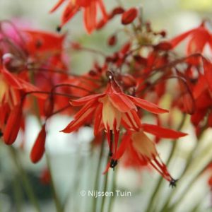 Bessera elegans