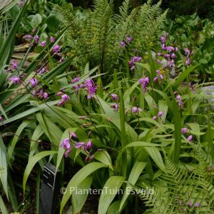 Bletilla striata