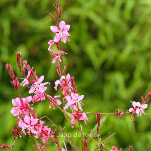 Gaura lindheimeri 'Florgaupi' (GAUDI PINK)