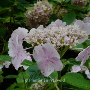 Hydrangea macrophylla 'Soraya'