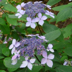 Hydrangea serrata 'Kuro-hime'