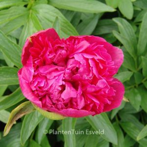 Paeonia officinalis 'Rosea Plena'