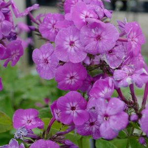Phlox 'Cover Girl'
