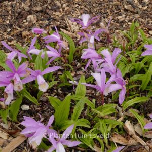 Pleione formosana