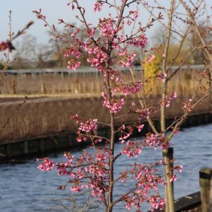 Prunus 'Kursar'