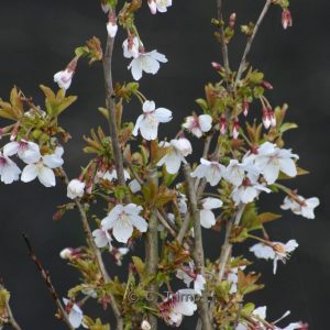 Prunus incisa 'Compacta'