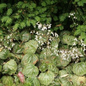 Saxifraga stolonifera