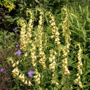 Digitalis grandiflora