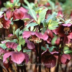 Helleborus 'Atrorubens'