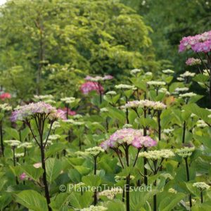 Hydrangea macrophylla 'Blue Ball' (BLACK STEEL)