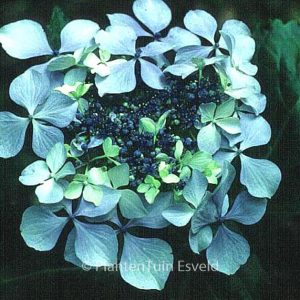 Hydrangea macrophylla 'Brympton Mauve'
