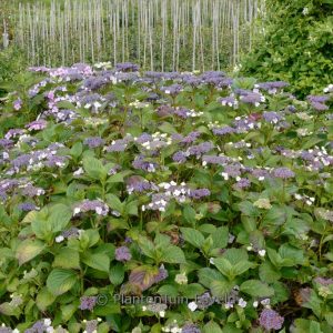 Hydrangea macrophylla 'Komochiana sezuka'