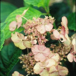 Hydrangea macrophylla 'Pretty Woman'